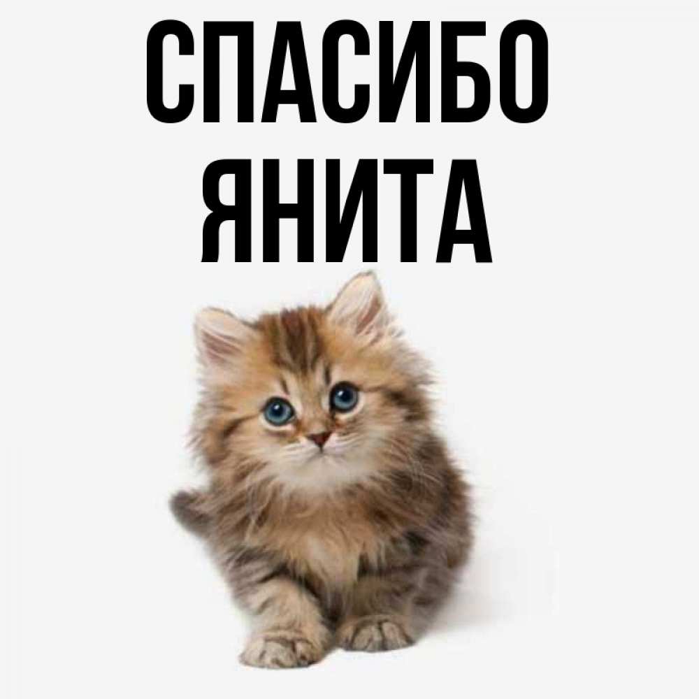 Открытка на каждый день с именем, Янита Спасибо пушистый котик Прикольная открытка с пожеланием онлайн скачать бесплатно 