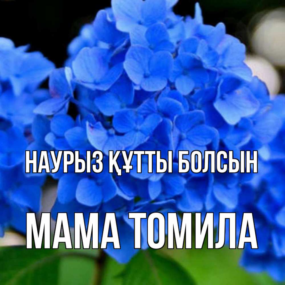 Открытка на каждый день с именем, Мама-Томила Наурыз құтты болсын синие цветы Прикольная открытка с пожеланием онлайн скачать бесплатно 