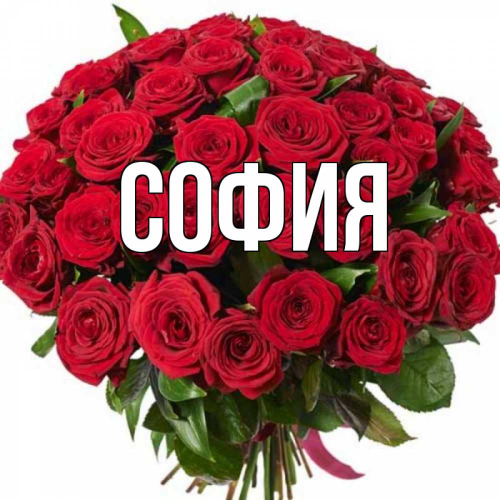 Открытка на каждый день с именем, София Главная букет красных роз Прикольная открытка с пожеланием онлайн скачать бесплатно 