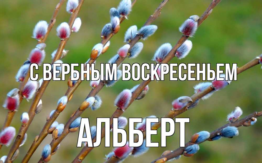 Открытка на каждый день с именем, Альберт С вербным воскресеньем верба Прикольная открытка с пожеланием онлайн скачать бесплатно 