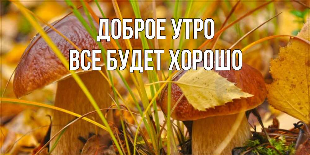 Открытка на каждый день с именем, Все-будет-хорошо Доброе утро осенние грибы Прикольная открытка с пожеланием онлайн скачать бесплатно 