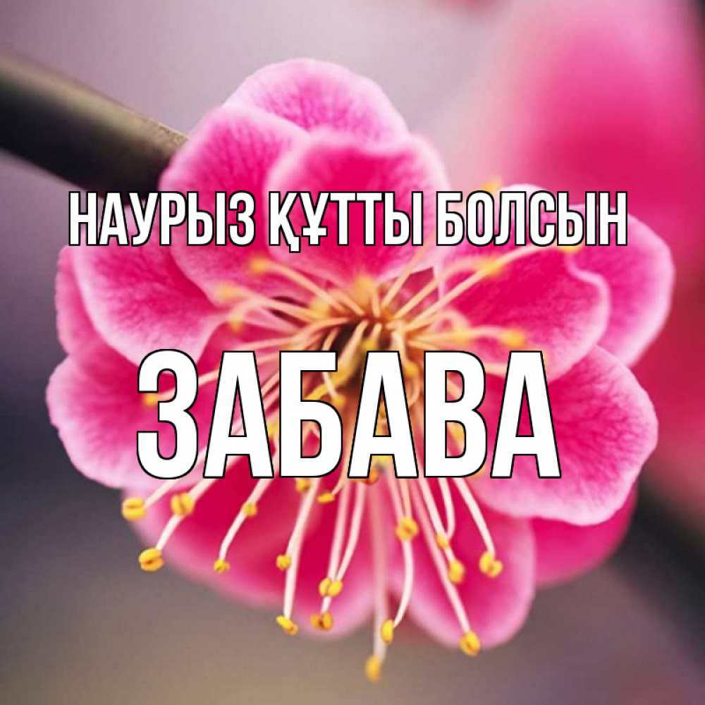 Открытка на каждый день с именем, Забава Наурыз құтты болсын цветы Прикольная открытка с пожеланием онлайн скачать бесплатно 