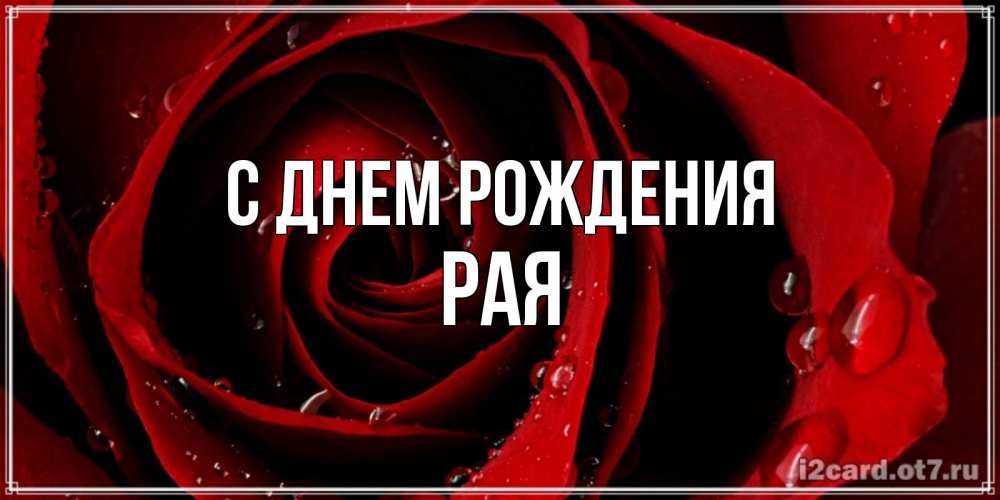 Открытка на каждый день с именем, Рая С днем рождения крупная бордовая роза Прикольная открытка с пожеланием онлайн скачать бесплатно 