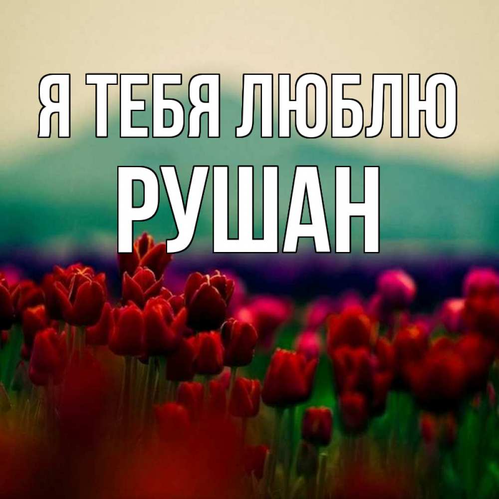 Открытка на каждый день с именем, Рушан Я тебя люблю тюльпаны 4 Прикольная открытка с пожеланием онлайн скачать бесплатно 