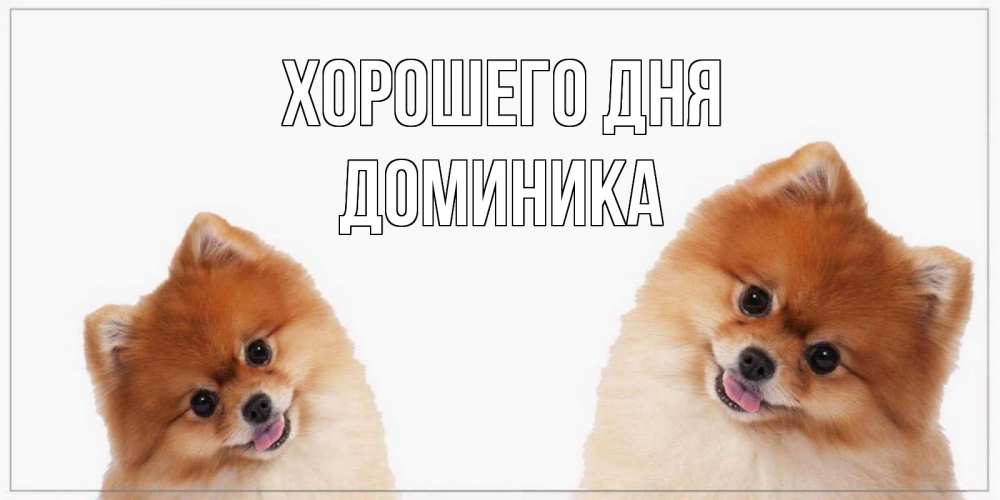 Открытка на каждый день с именем, Доминика Хорошего дня собачки желают прекрасного дня Прикольная открытка с пожеланием онлайн скачать бесплатно 