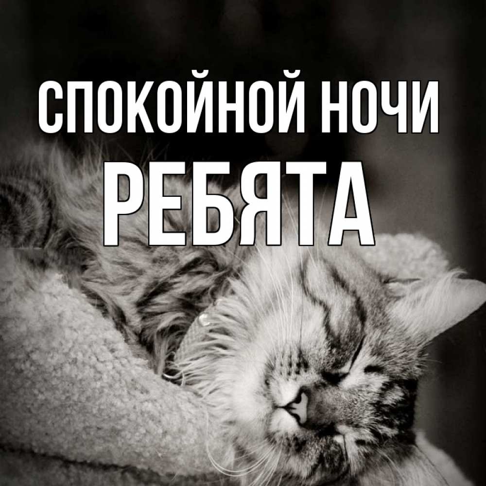 Открытка на каждый день с именем, Ребята Спокойной ночи котярик пушистый Прикольная открытка с пожеланием онлайн скачать бесплатно 