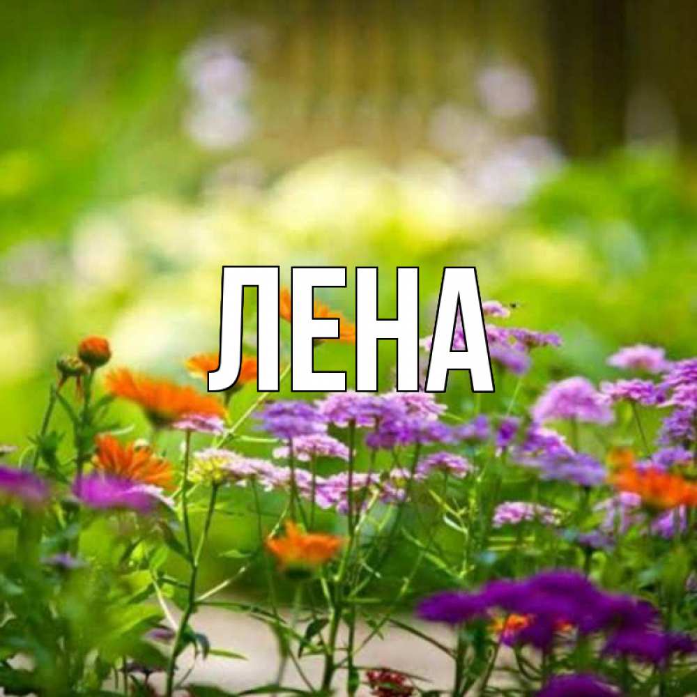 Открытка на каждый день с именем, Лена Главная цветы Прикольная открытка с пожеланием онлайн скачать бесплатно 