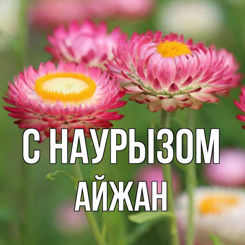 Открытка на каждый день с именем, Айжан С наурызом подарок на международный женский день Прикольная открытка с пожеланием онлайн скачать бесплатно 