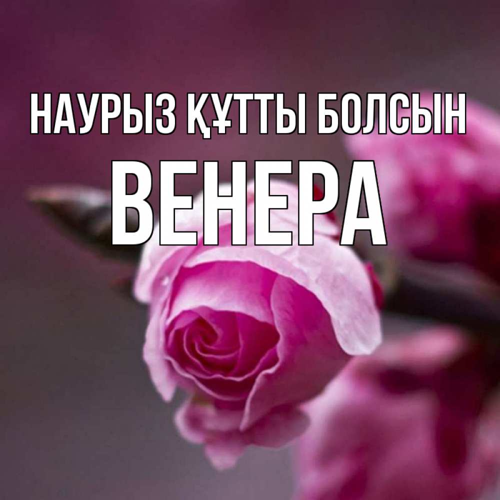 Открытка на каждый день с именем, Венера Наурыз құтты болсын весна Прикольная открытка с пожеланием онлайн скачать бесплатно 