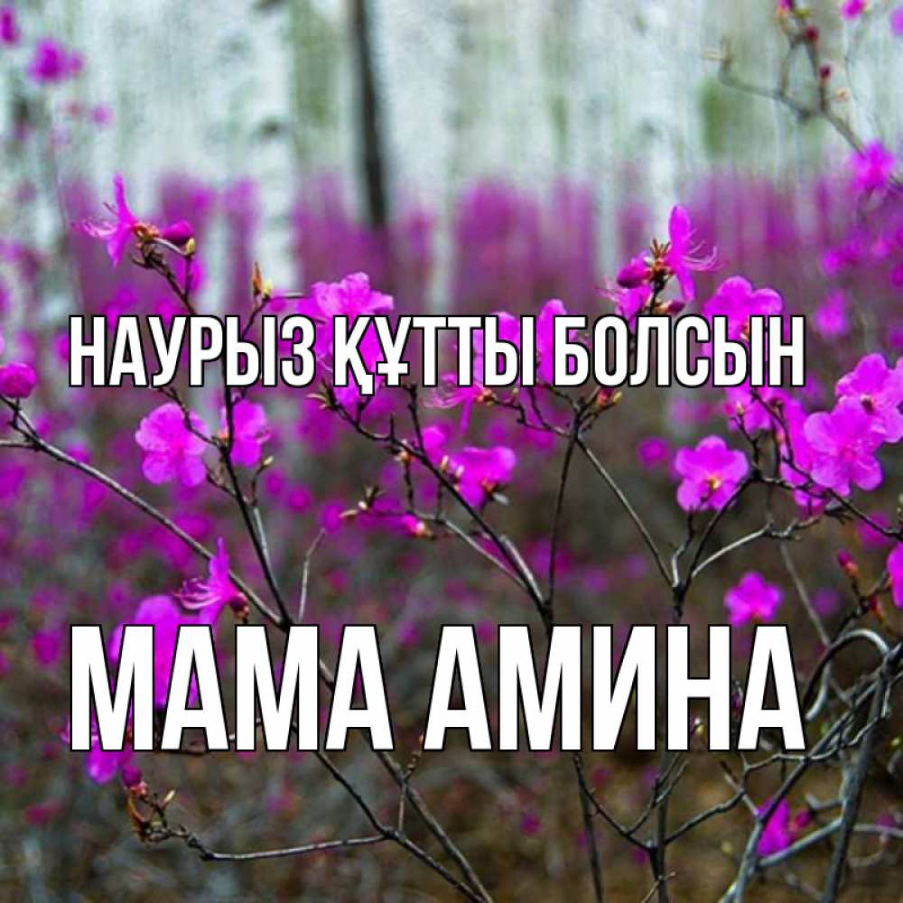 Открытка на каждый день с именем, Мама-Амина Наурыз құтты болсын дикие цветы Прикольная открытка с пожеланием онлайн скачать бесплатно 