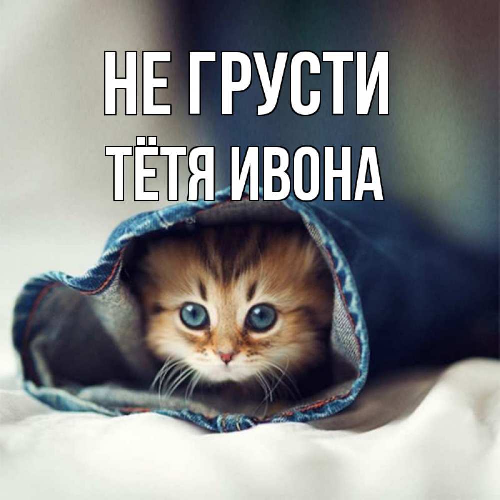 Открытка на каждый день с именем, Тётя-Ивона Не грусти кот в одежде Прикольная открытка с пожеланием онлайн скачать бесплатно 