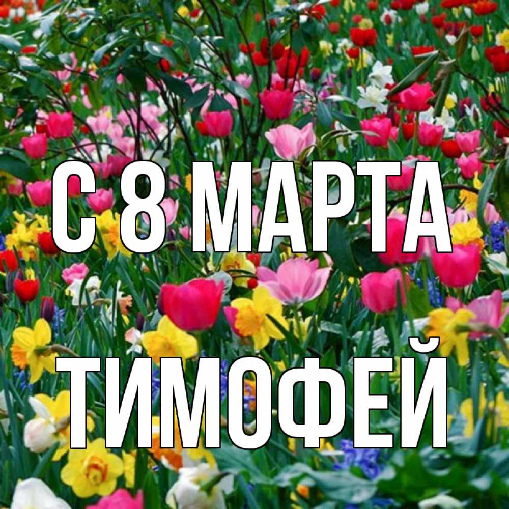 Открытка на каждый день с именем, Тимофей С 8 марта с международным женским днем поздравления для женщины Прикольная открытка с пожеланием онлайн скачать бесплатно 