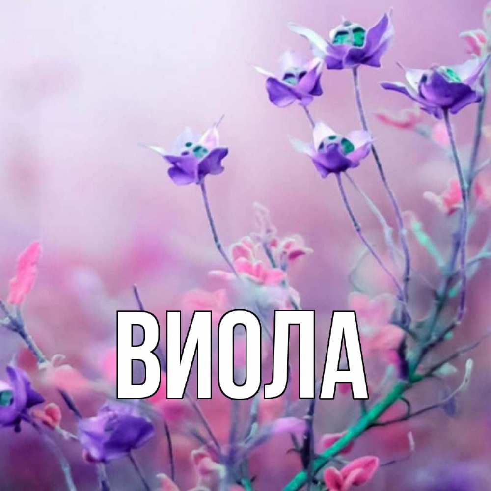 Виола имя