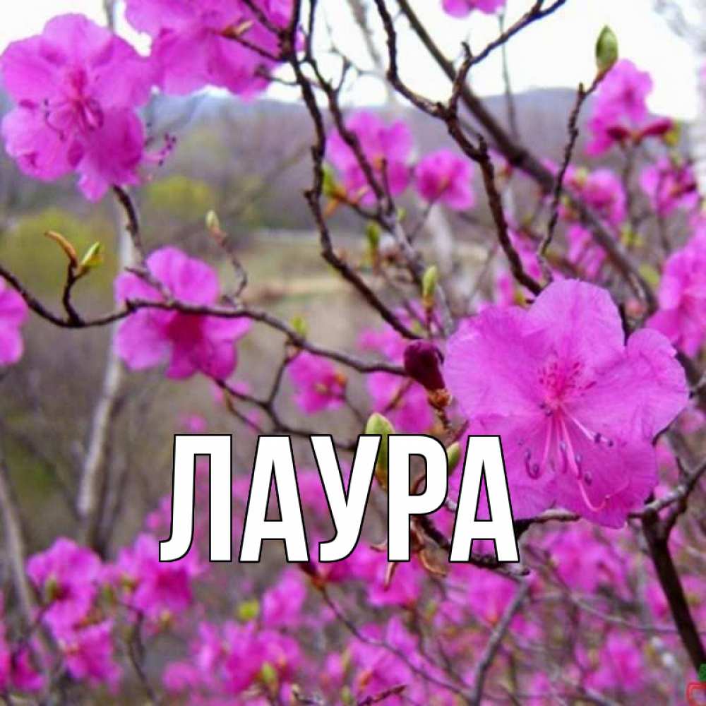 Картинка  с именем , Лаура
