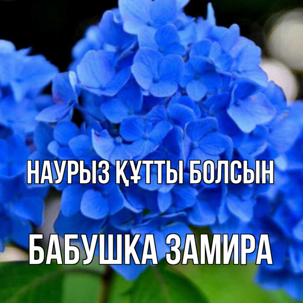 Открытка на каждый день с именем, Бабушка-Замира Наурыз құтты болсын синие цветы Прикольная открытка с пожеланием онлайн скачать бесплатно 
