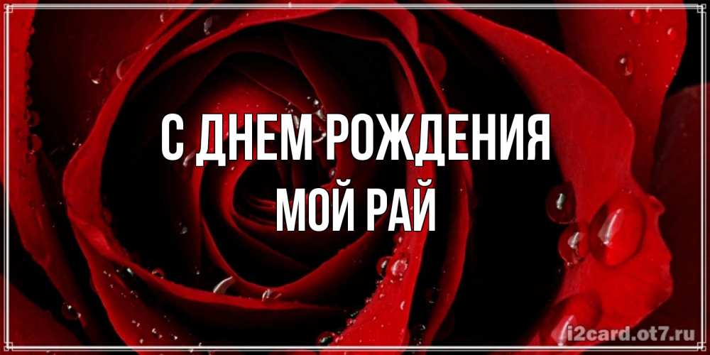 Открытка на каждый день с именем, Мой-рай С днем рождения крупная бордовая роза Прикольная открытка с пожеланием онлайн скачать бесплатно 