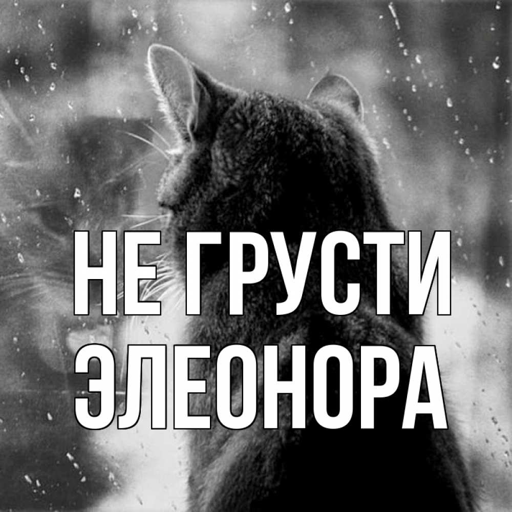 Открытка на каждый день с именем, Элеонора Не грусти отражение кота 1 Прикольная открытка с пожеланием онлайн скачать бесплатно 