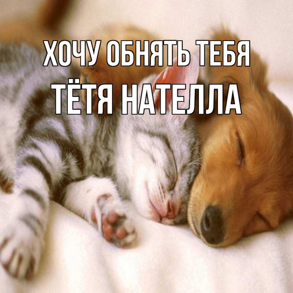 Открытка на каждый день с именем, Тётя-Нателла Хочу обнять тебя пес и котенок Прикольная открытка с пожеланием онлайн скачать бесплатно 