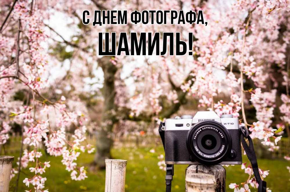 Открытка на каждый день с именем, Шамиль С днем фотографа сирень с днем фотографа, фотоаппарат Прикольная открытка с пожеланием онлайн скачать бесплатно 