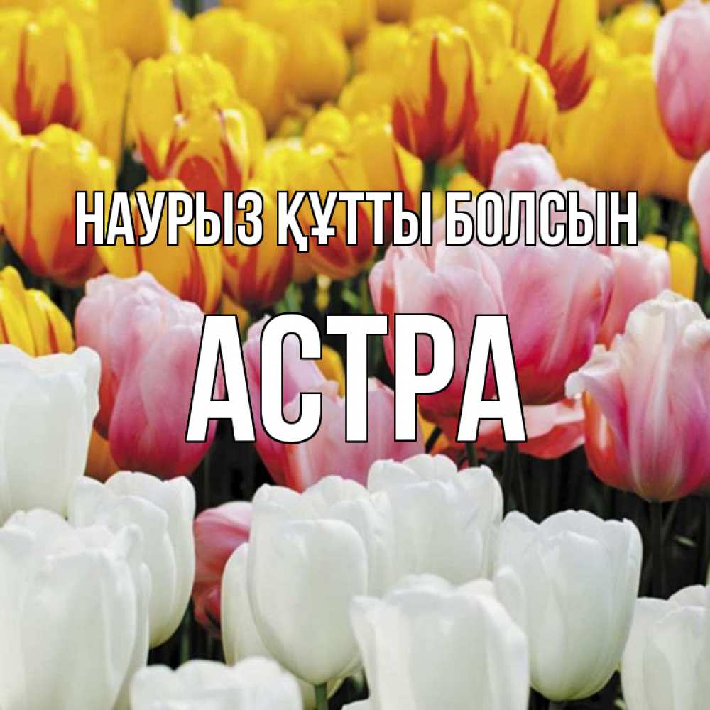 Открытка на каждый день с именем, Астра Наурыз құтты болсын разноцветные цветы Прикольная открытка с пожеланием онлайн скачать бесплатно 