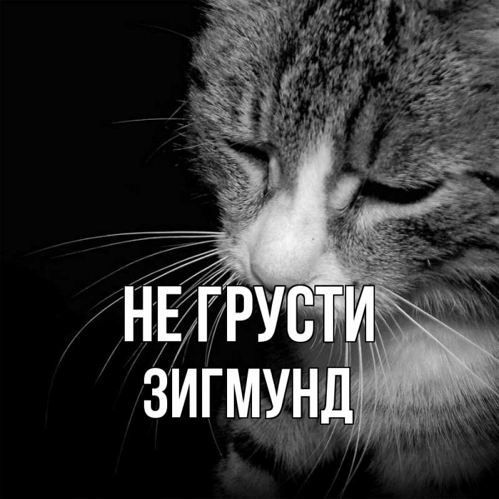 Открытка на каждый день с именем, Зигмунд Не грусти грустный котик Прикольная открытка с пожеланием онлайн скачать бесплатно 