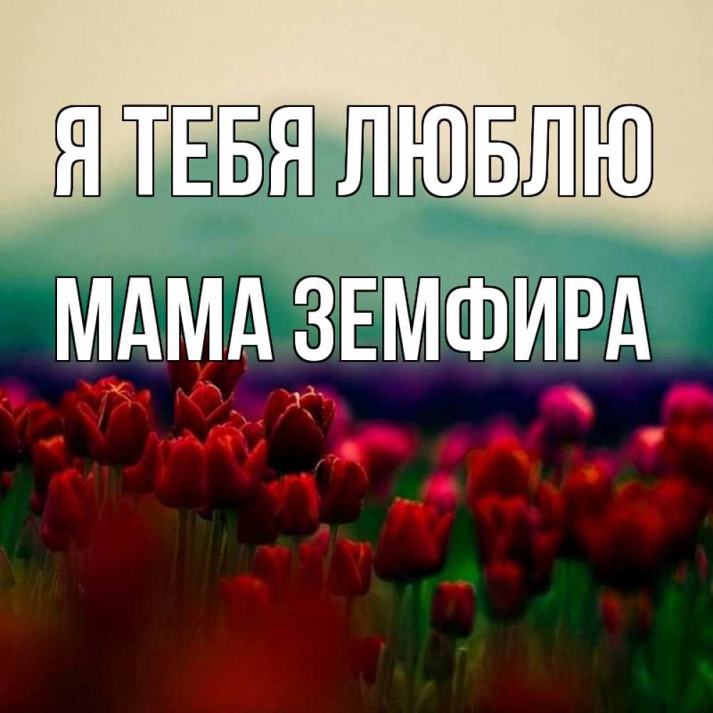 Открытка на каждый день с именем, Мама-Земфира Я тебя люблю тюльпаны 4 Прикольная открытка с пожеланием онлайн скачать бесплатно 