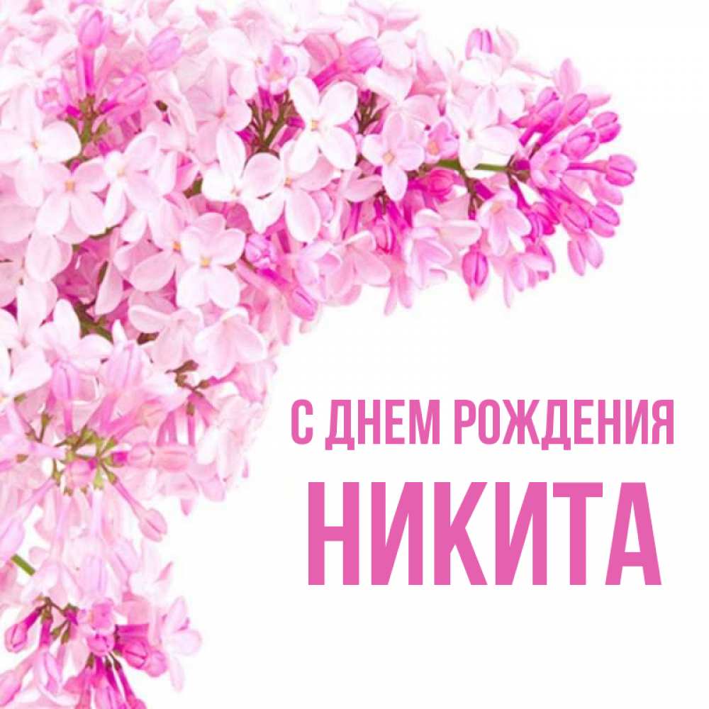 Открытка на каждый день с именем, Никита С днем рождения Сирень на белом фоне Прикольная открытка с пожеланием онлайн скачать бесплатно 