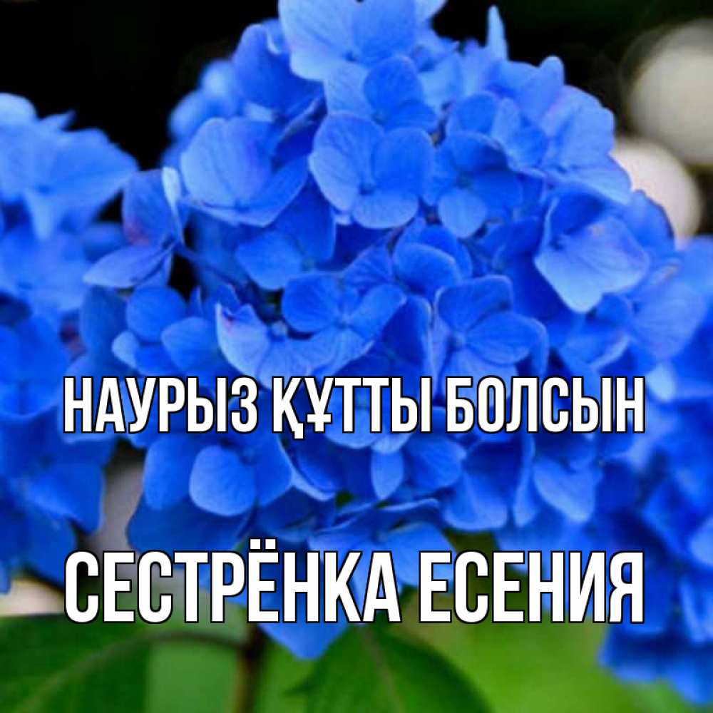 Открытка на каждый день с именем, Сестрёнка-Есения Наурыз құтты болсын синие цветы Прикольная открытка с пожеланием онлайн скачать бесплатно 