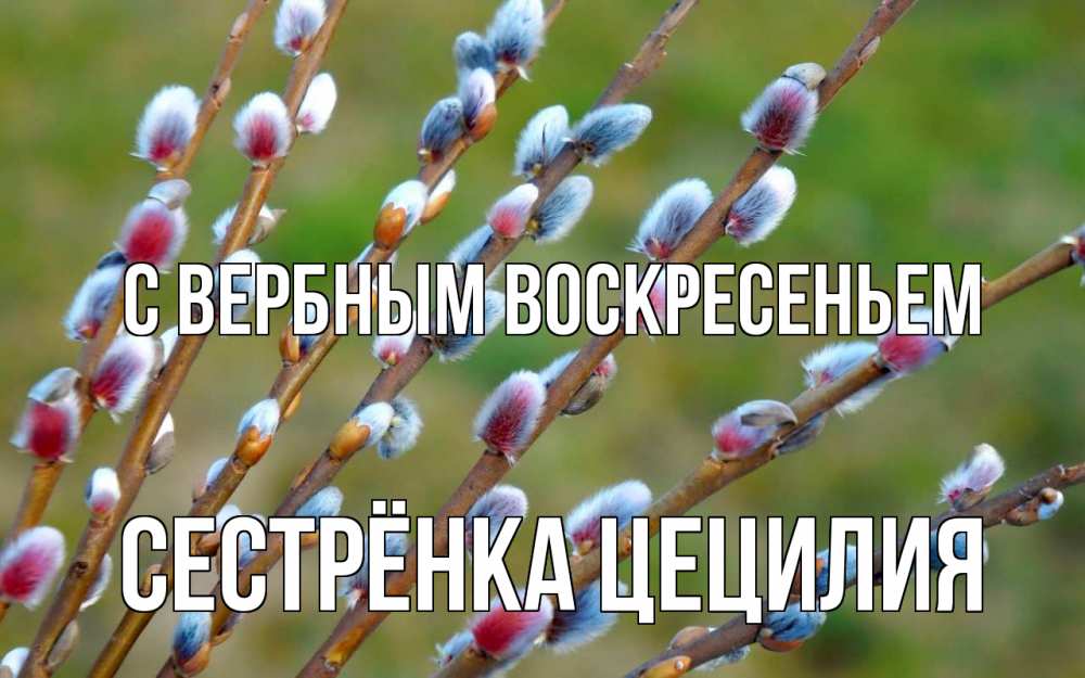 Открытка на каждый день с именем, Сестрёнка-Цецилия С вербным воскресеньем верба Прикольная открытка с пожеланием онлайн скачать бесплатно 