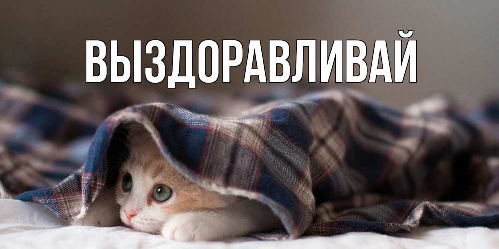 Открытка на каждый день с именем, выберите-имя Выздоравливай не болейте с котиком Прикольная открытка с пожеланием онлайн скачать бесплатно 