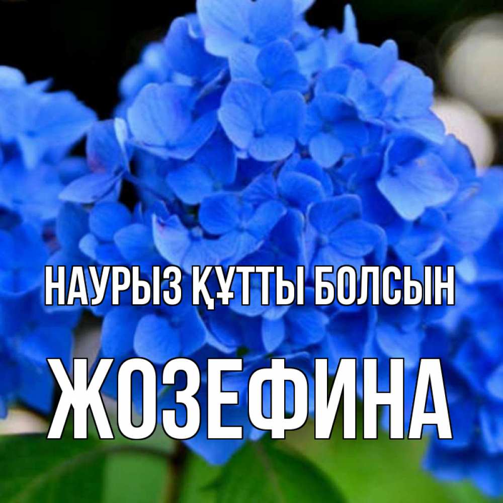 Открытка на каждый день с именем, Жозефина Наурыз құтты болсын синие цветы Прикольная открытка с пожеланием онлайн скачать бесплатно 