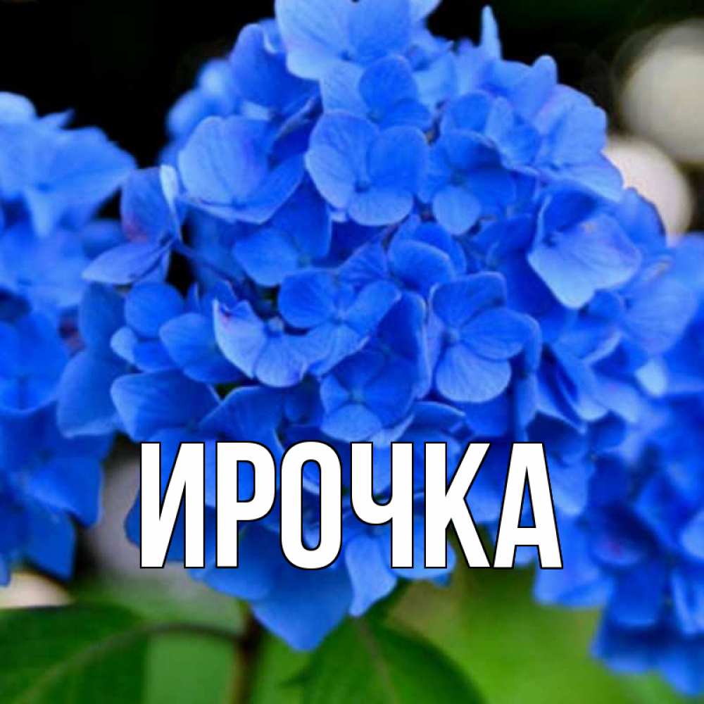 Картинка  с именем , ирочка