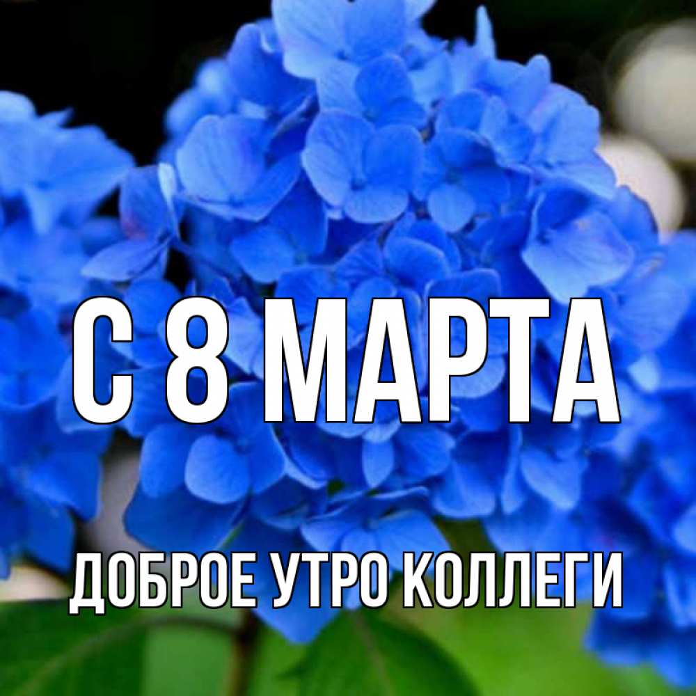Открытка на каждый день с именем, Доброе-утро-Коллеги С 8 марта синие цветы Прикольная открытка с пожеланием онлайн скачать бесплатно 
