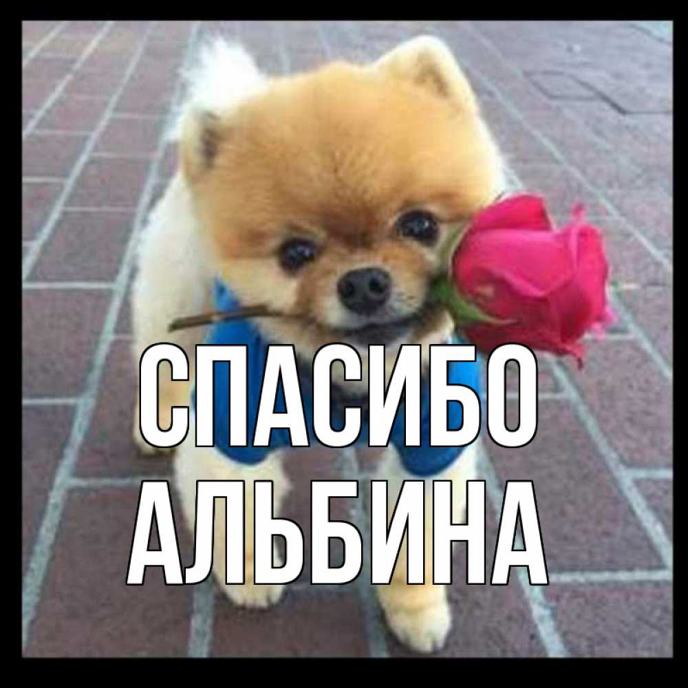 Открытка на каждый день с именем, Альбина Спасибо спасибо и дарю тебе цветок Прикольная открытка с пожеланием онлайн скачать бесплатно 