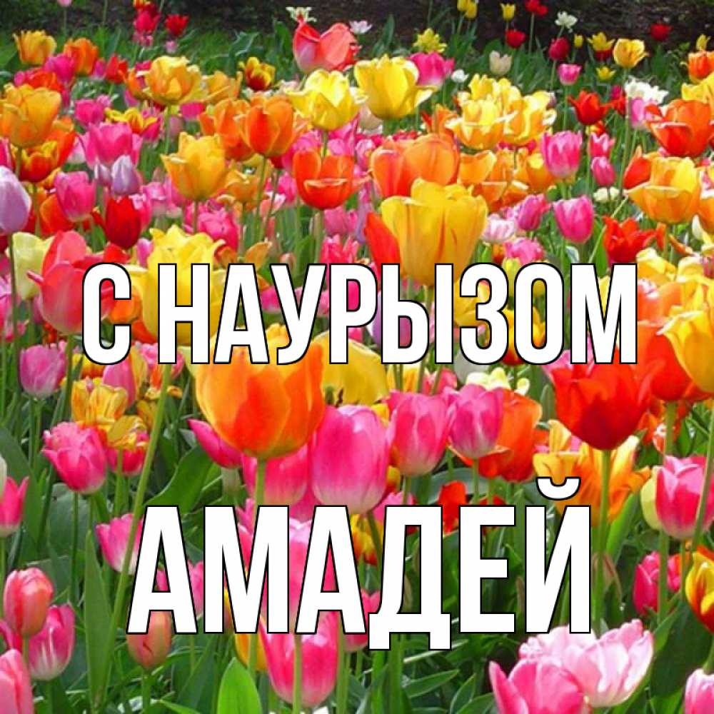 Открытка на каждый день с именем, Амадей С наурызом праздник весны наурыз 4 Прикольная открытка с пожеланием онлайн скачать бесплатно 