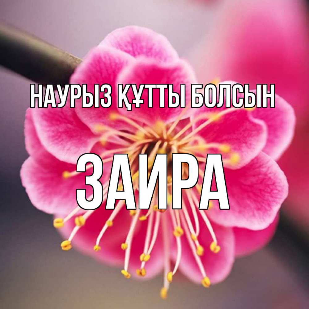 Открытка на каждый день с именем, Заира Наурыз құтты болсын цветы Прикольная открытка с пожеланием онлайн скачать бесплатно 