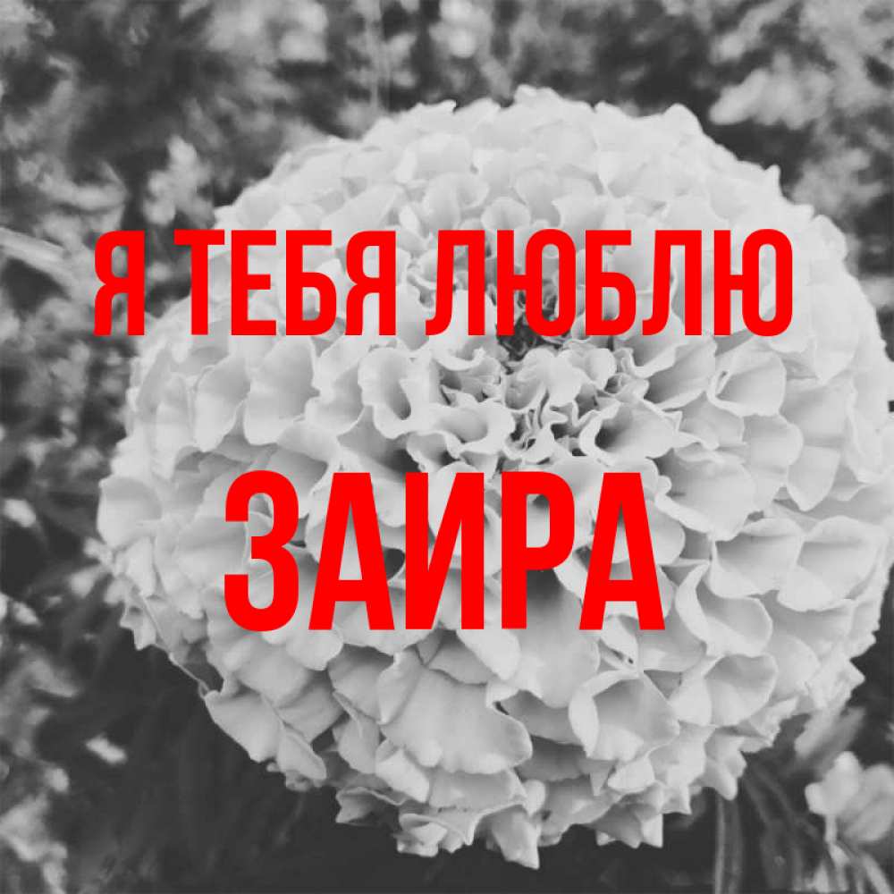 Открытка на каждый день с именем, Заира Я тебя люблю подпись Прикольная открытка с пожеланием онлайн скачать бесплатно 