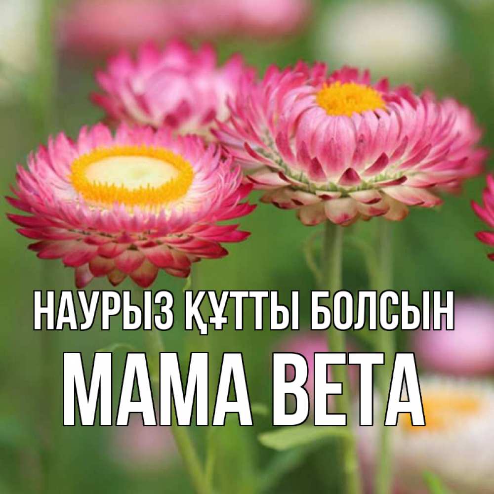 Открытка на каждый день с именем, Мама-Вета Наурыз құтты болсын подарок на международный женский день Прикольная открытка с пожеланием онлайн скачать бесплатно 