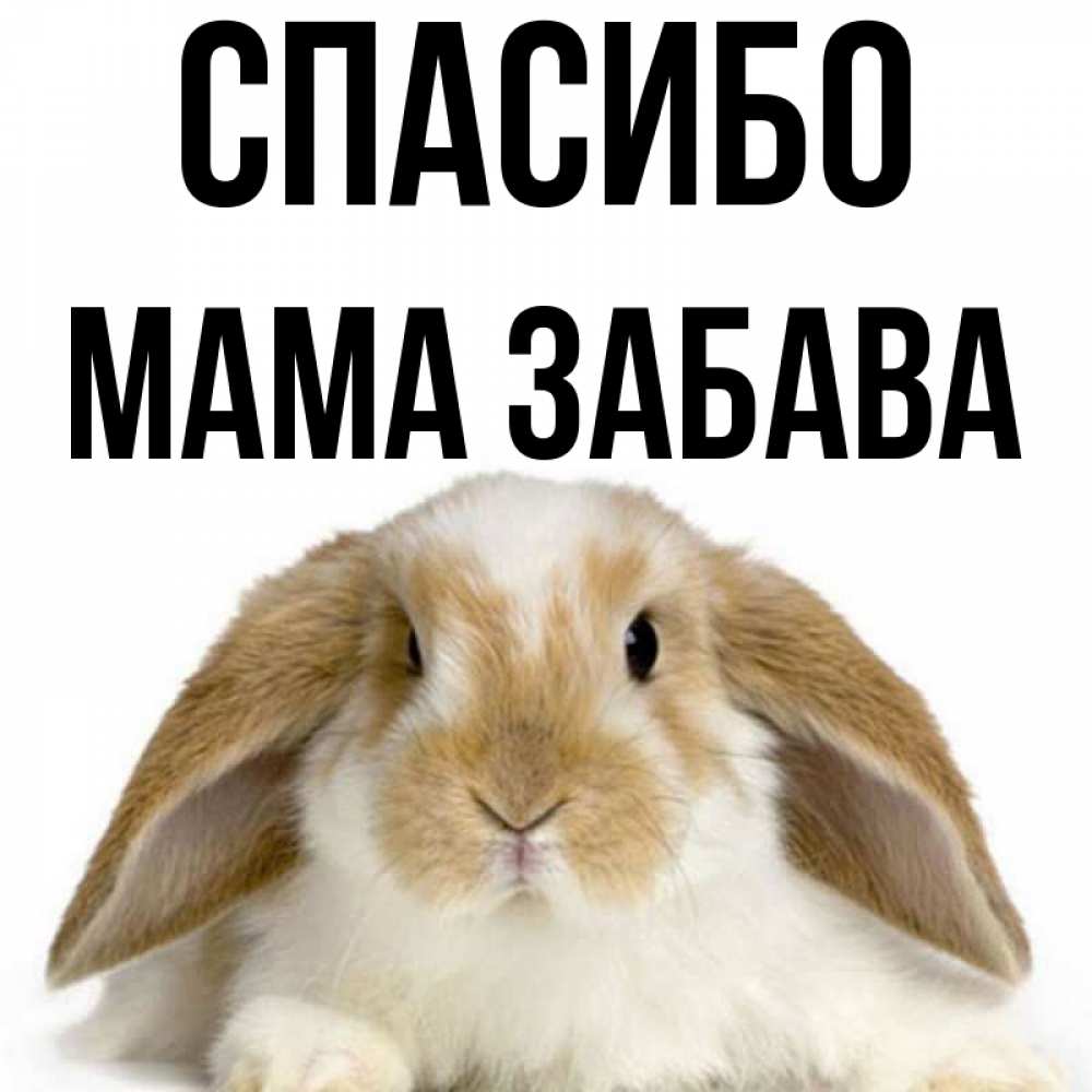 Открытка на каждый день с именем, Мама-Забава Спасибо коричнево белый заяц Прикольная открытка с пожеланием онлайн скачать бесплатно 