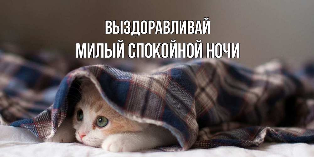Открытка на каждый день с именем, Милый-спокойной-ночи Выздоравливай не болейте с котиком Прикольная открытка с пожеланием онлайн скачать бесплатно 