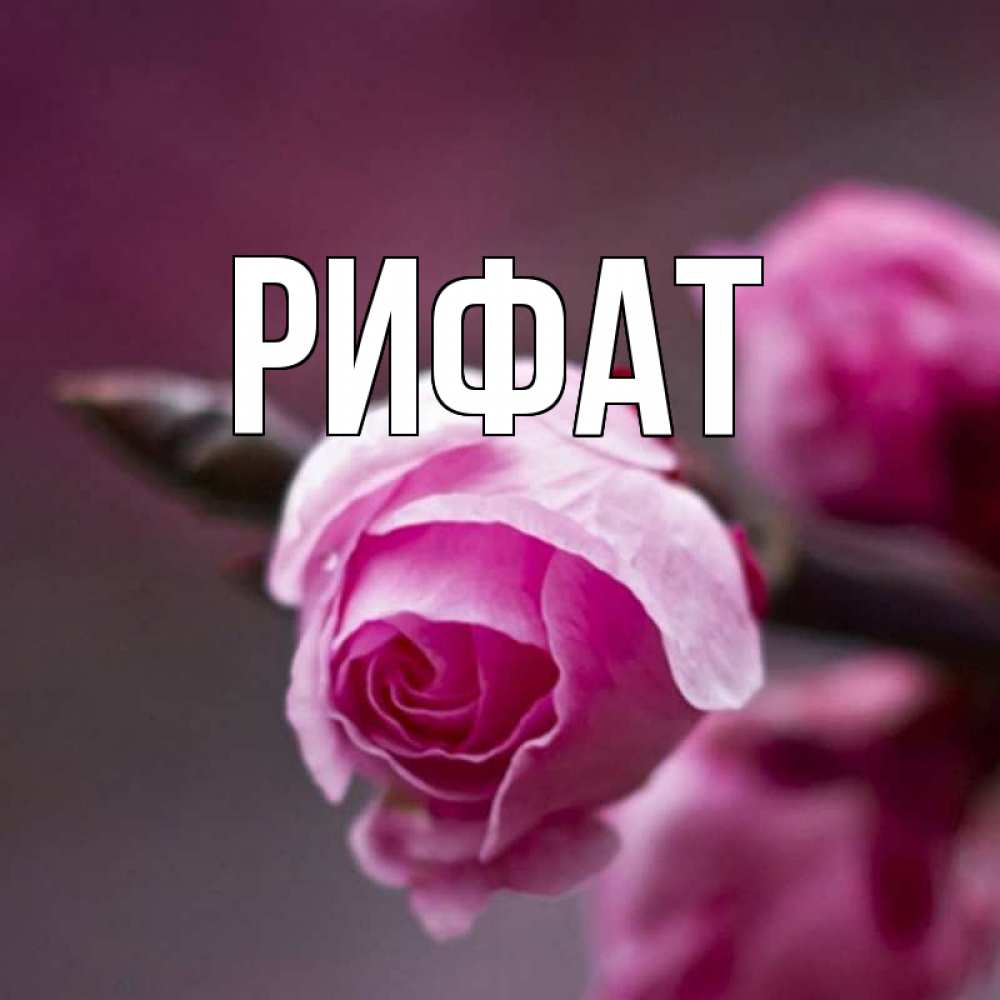 Открытка на каждый день с именем, Рифат Главная весна Прикольная открытка с пожеланием онлайн скачать бесплатно 