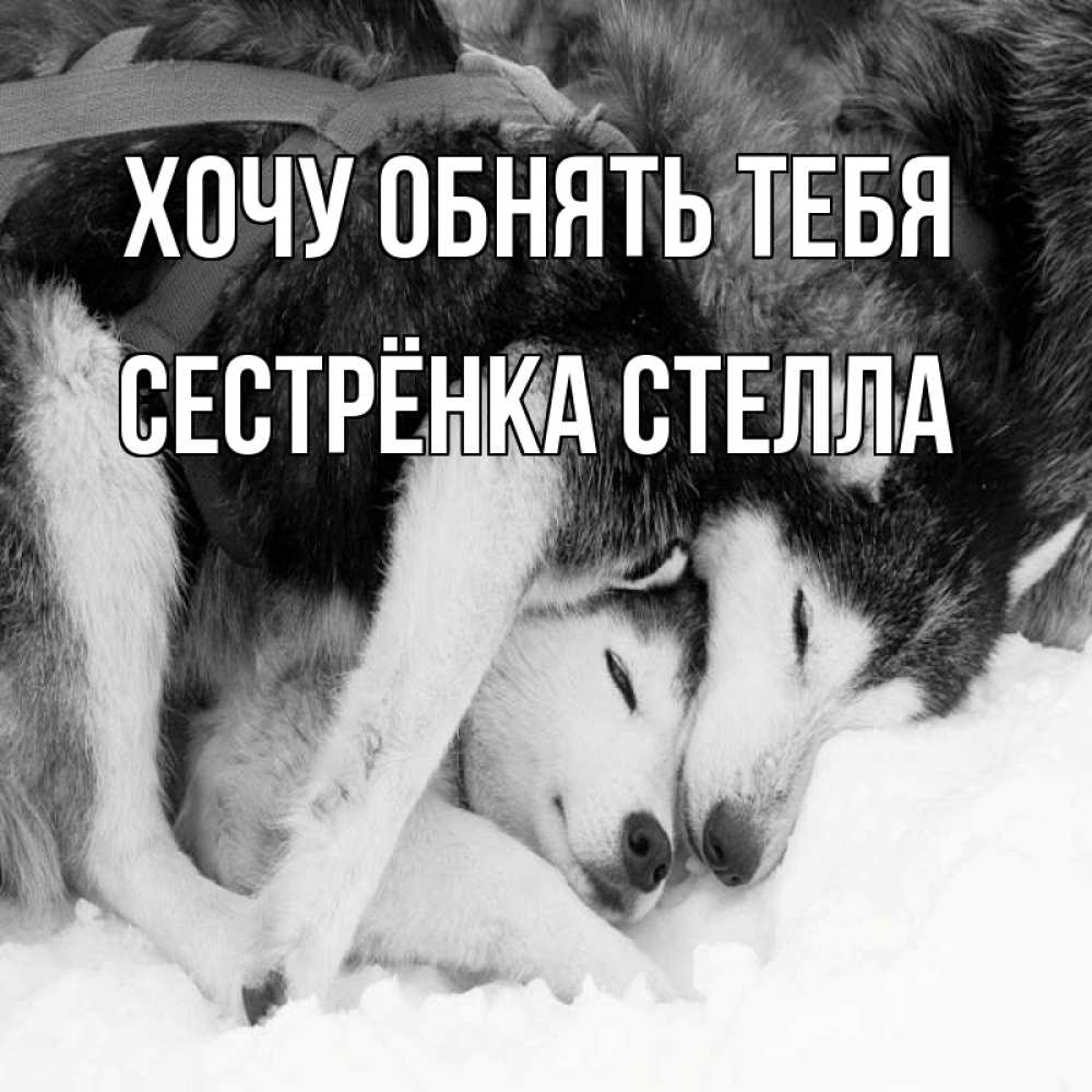 Открытка на каждый день с именем, Сестрёнка-Стелла Хочу обнять тебя собачки в упряжке Прикольная открытка с пожеланием онлайн скачать бесплатно 