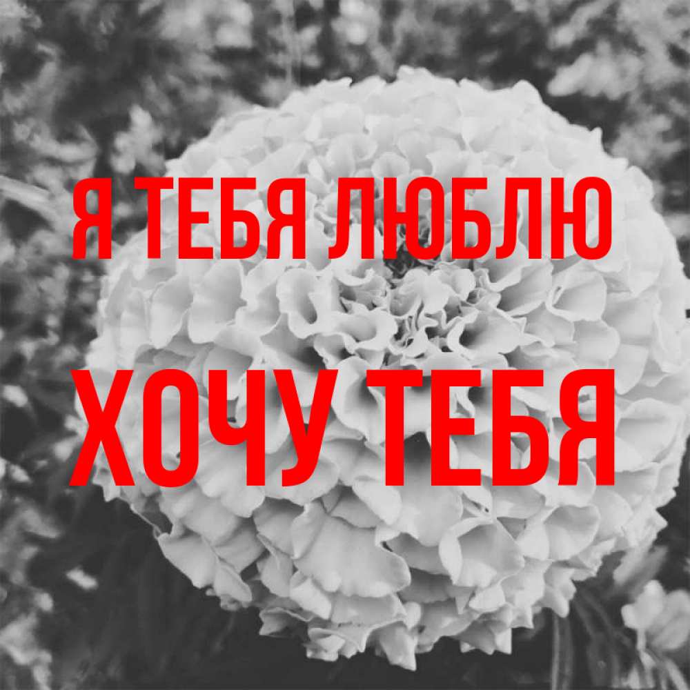 Картинка Я тебя люблю, Хочу тебя