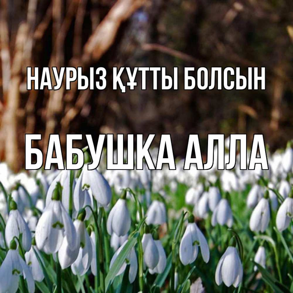 Открытка на каждый день с именем, Бабушка-Алла Наурыз құтты болсын с подснежниками 1 Прикольная открытка с пожеланием онлайн скачать бесплатно 
