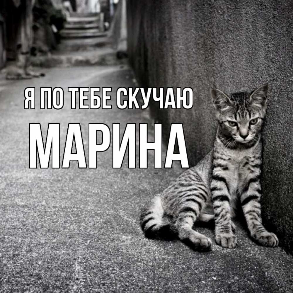 Открытка на каждый день с именем, Марина Я по тебе скучаю одиноко котику Прикольная открытка с пожеланием онлайн скачать бесплатно 