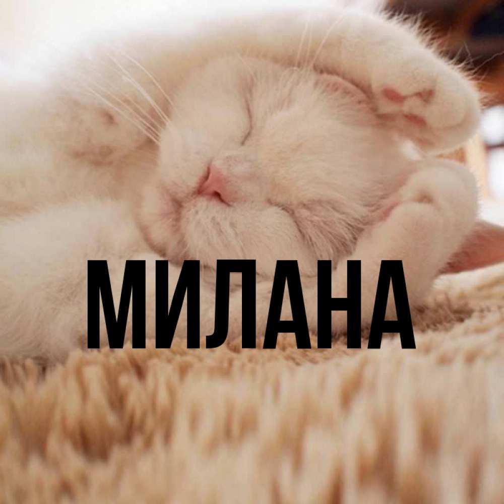 Открытка на каждый день с именем, Милана Главная Котенок спит Прикольная открытка с пожеланием онлайн скачать бесплатно 