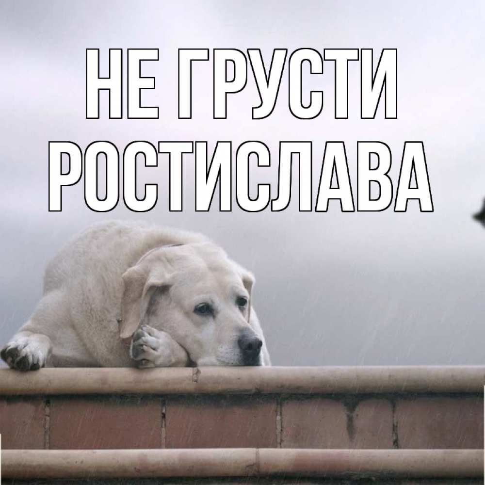 Открытка на каждый день с именем, Ростислава Не грусти белый пес 1 Прикольная открытка с пожеланием онлайн скачать бесплатно 