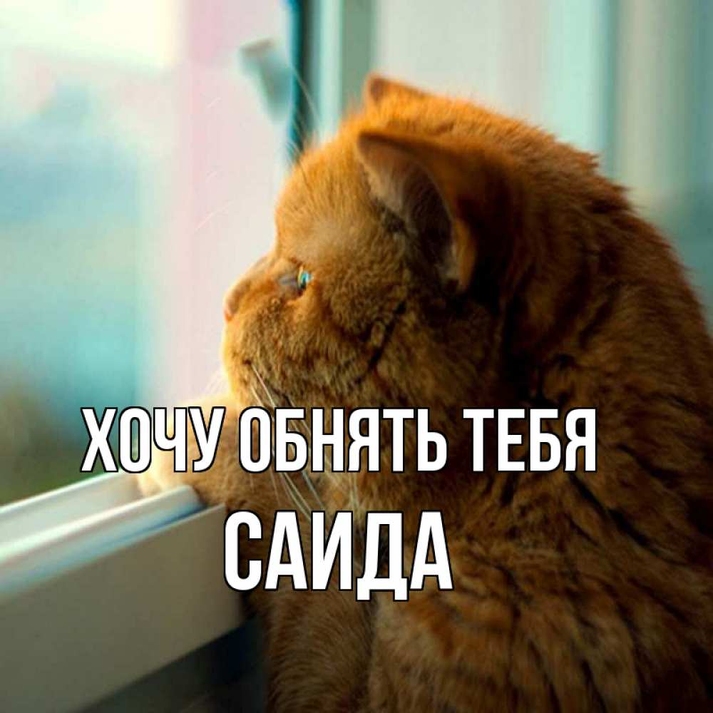 Открытка на каждый день с именем, Саида Хочу обнять тебя большой огромный рыжий котяра Прикольная открытка с пожеланием онлайн скачать бесплатно 
