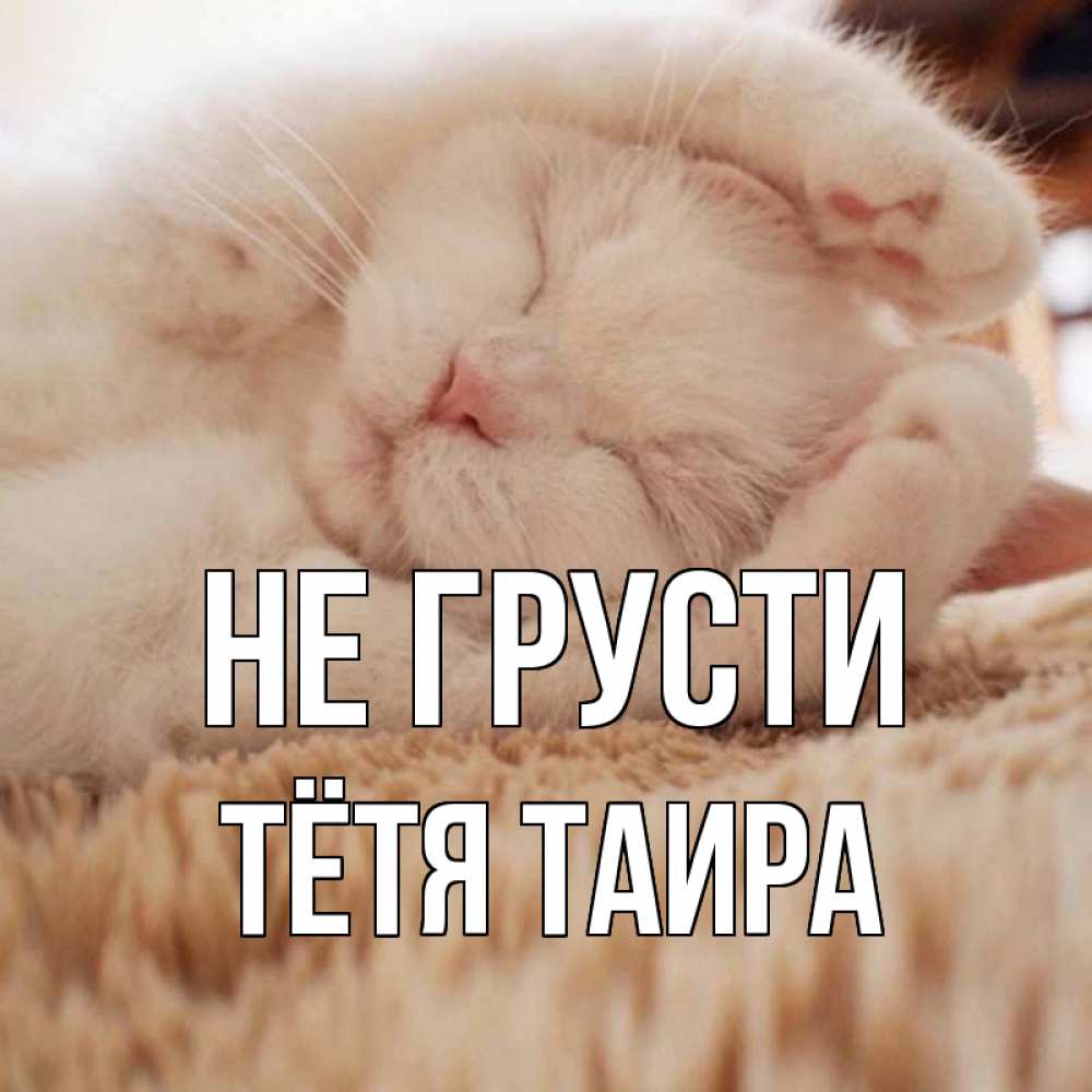 Открытка на каждый день с именем, Тётя-Таира Не грусти белый кот Прикольная открытка с пожеланием онлайн скачать бесплатно 