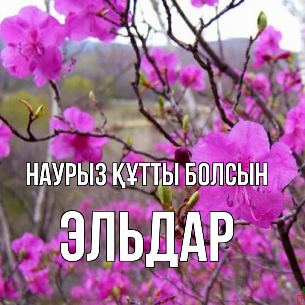 Открытка на каждый день с именем, Эльдар Наурыз құтты болсын наурыз мейрамы кутты болсын Прикольная открытка с пожеланием онлайн скачать бесплатно 